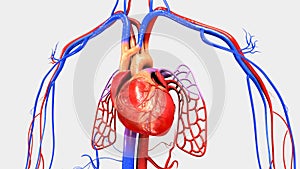 Heart with Circulatory System photo